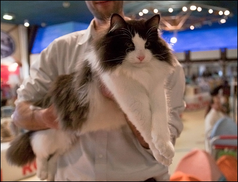 Ellboy du Soleil de Minuit 2.jpg - Ellboy du Soleil de Minuit